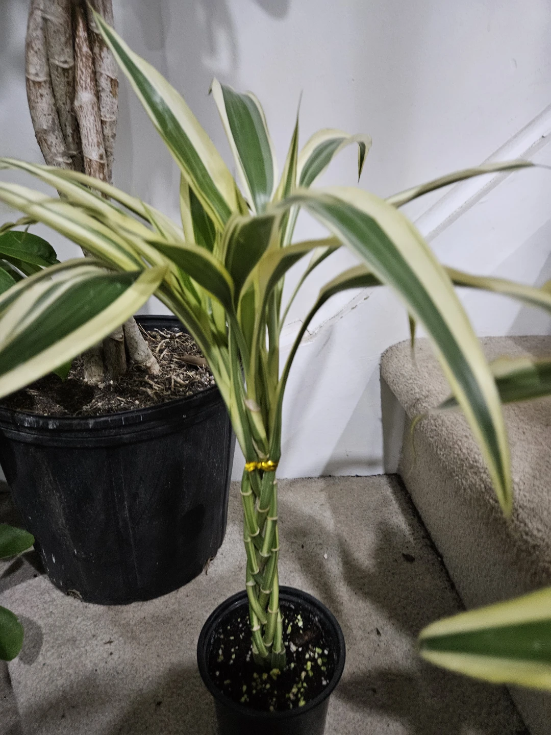 Lucky bamboo Plant