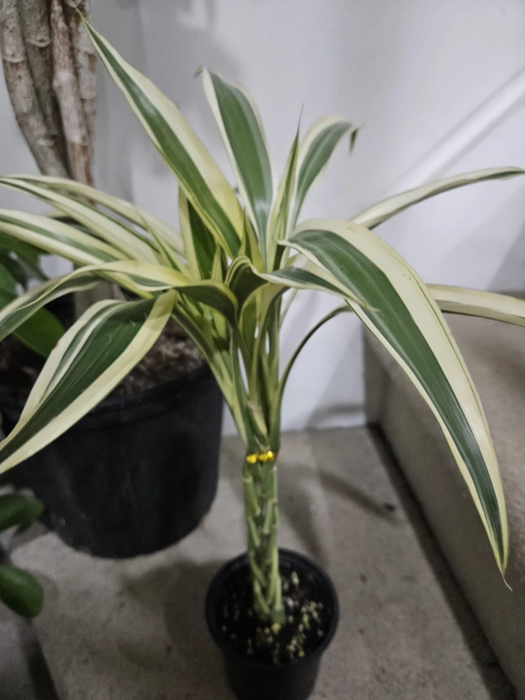 Lucky bamboo Plant - photo 2