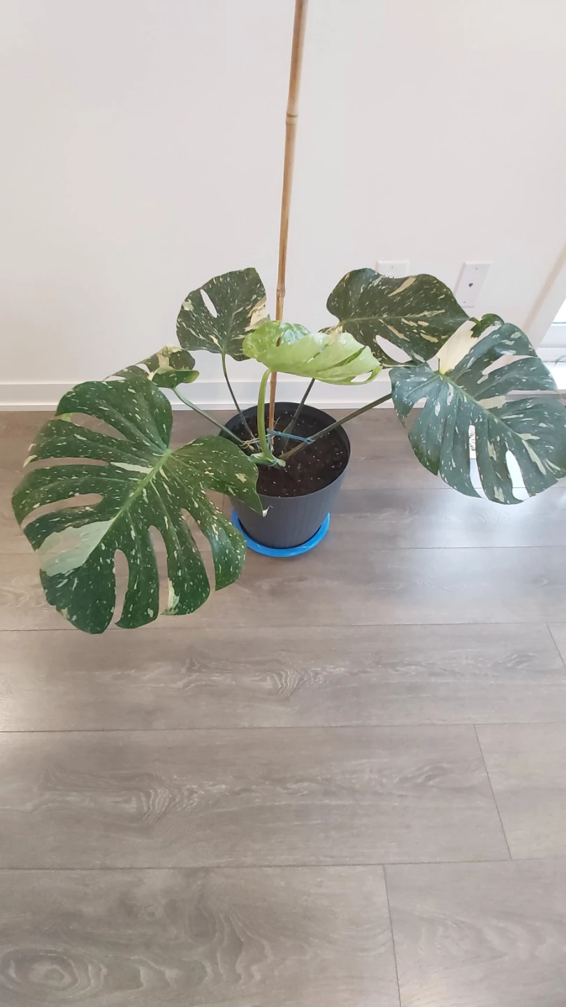 Monstera Deliciosa Variegated Thai constellation