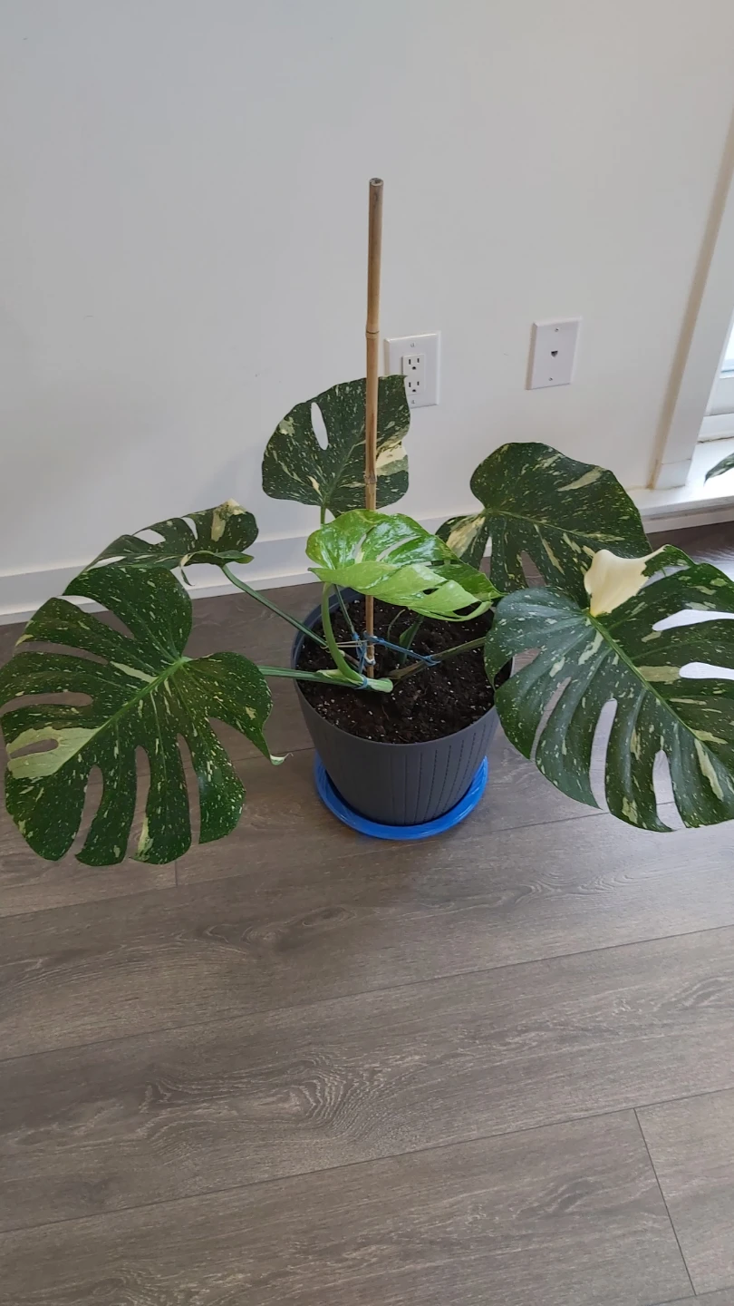 Monstera Deliciosa Variegated Thai constellation - photo 2