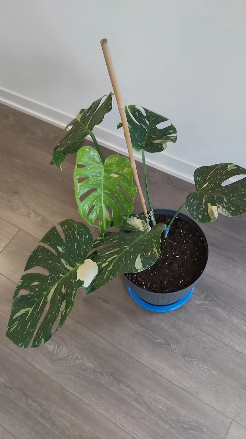 Monstera Deliciosa Variegated Thai constellation - photo 3