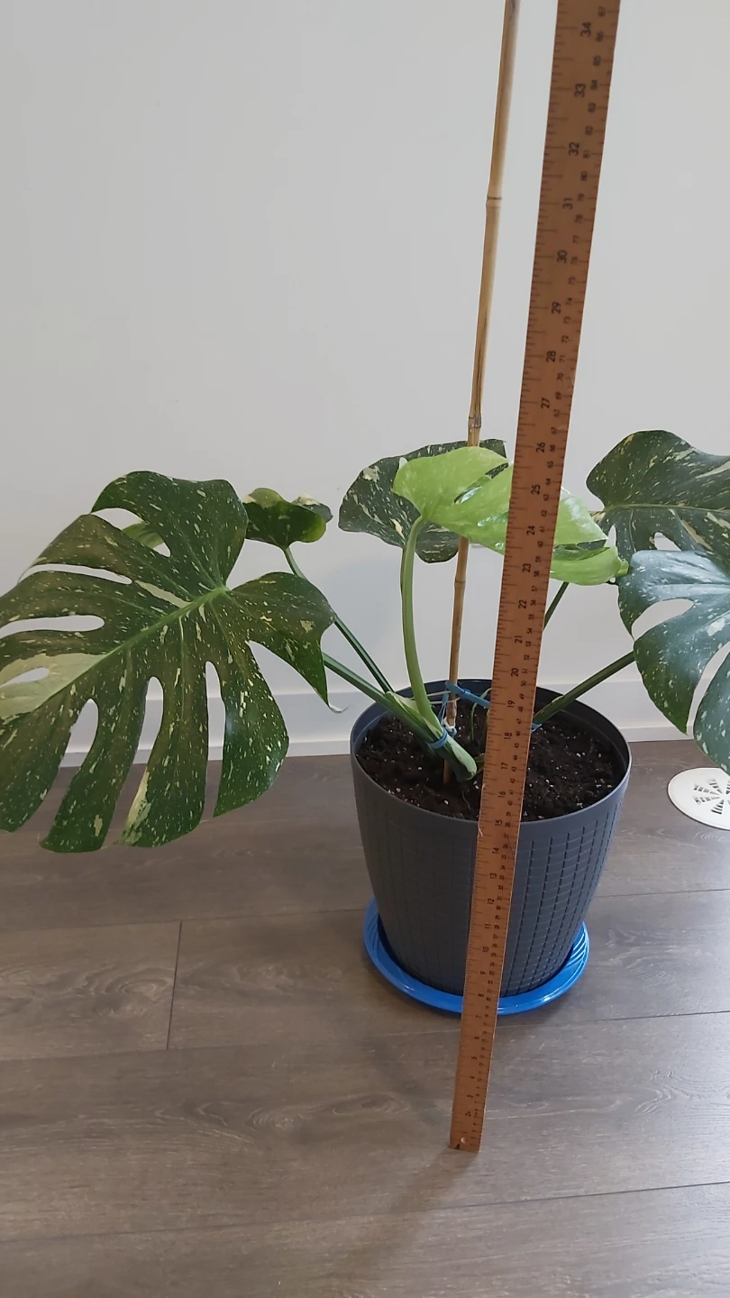 Monstera Deliciosa Variegated Thai constellation - photo 4