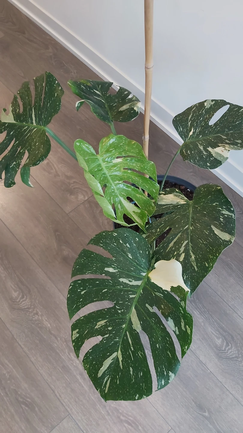 Monstera Deliciosa Variegated Thai constellation - photo 5