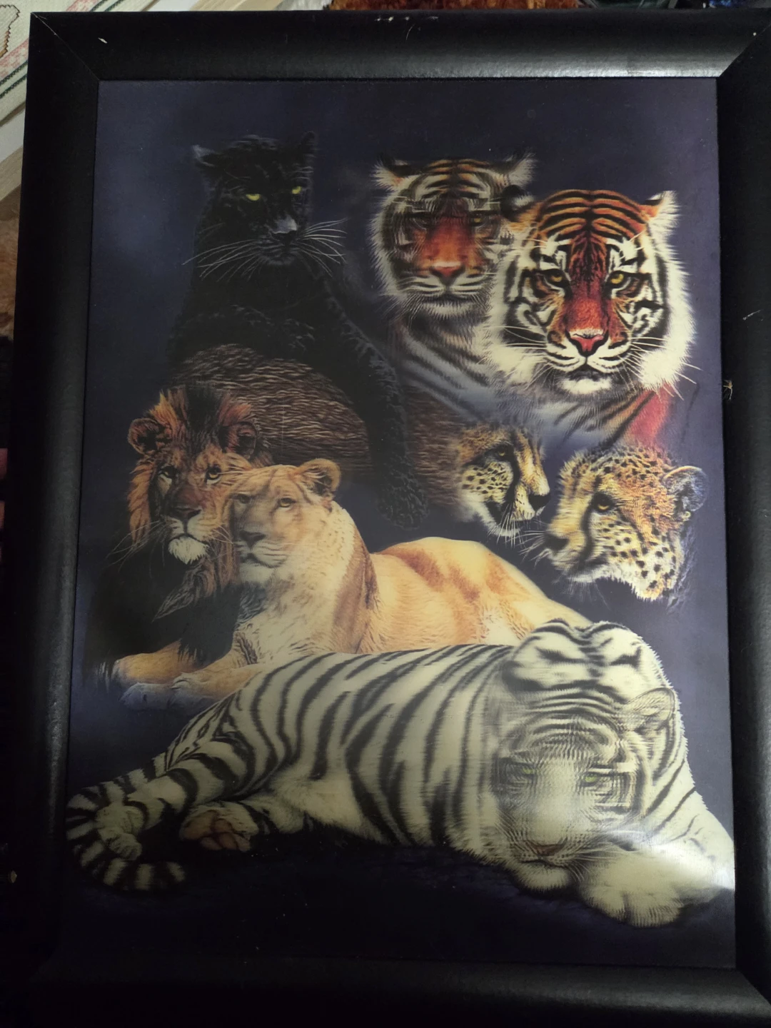 Framed Print of Big Cats