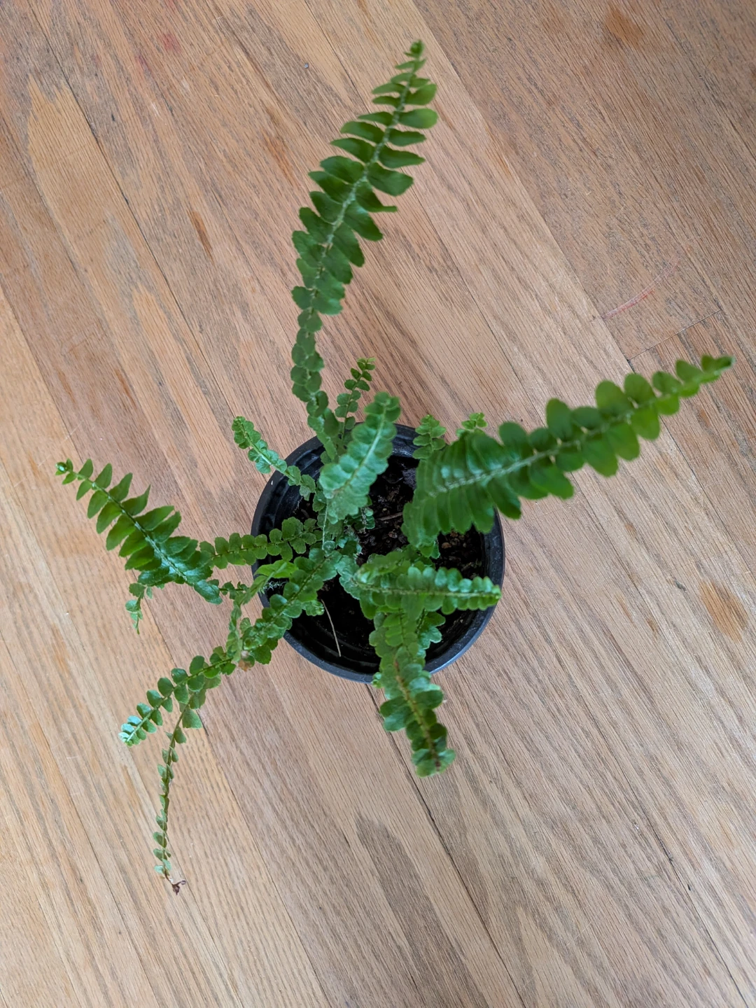 Lemon Button Fern