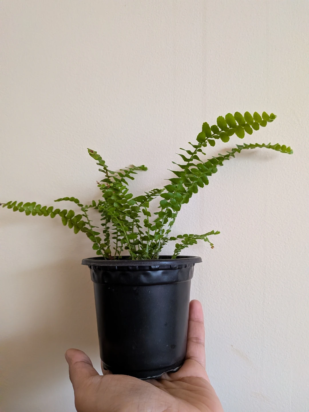 Lemon Button Fern - photo 2
