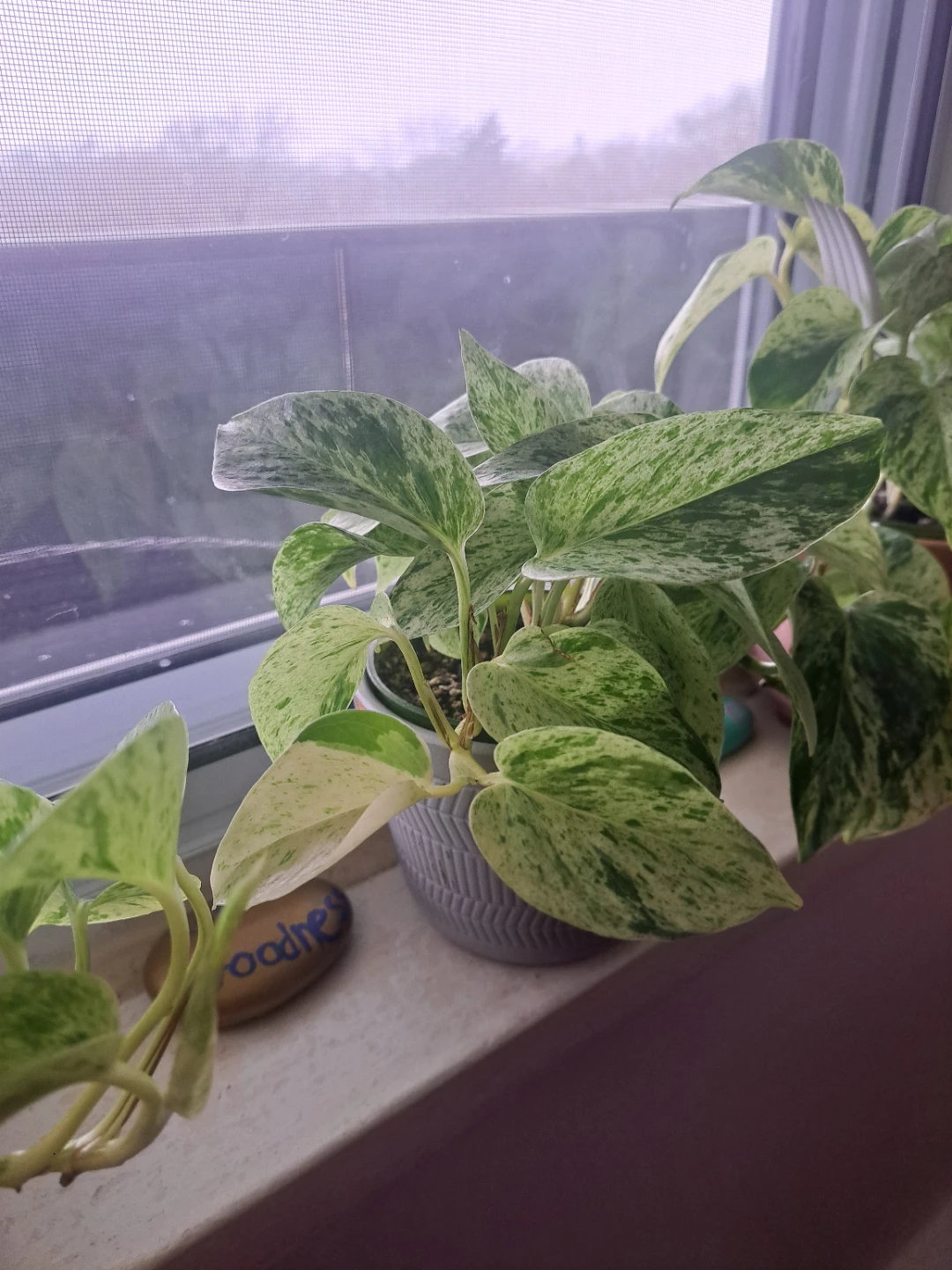 Snow queen pothos plant - photo 2
