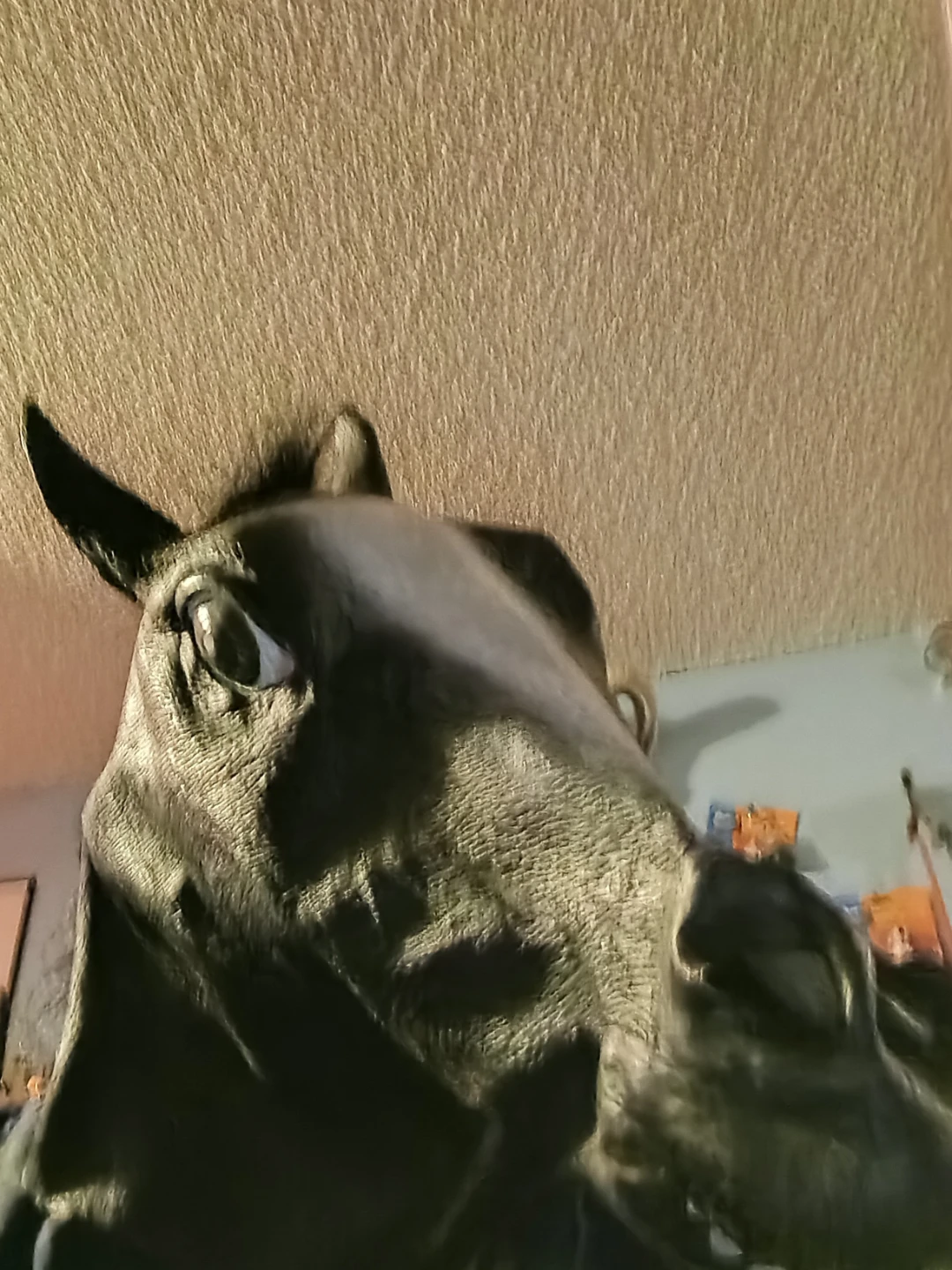 Horse Mask