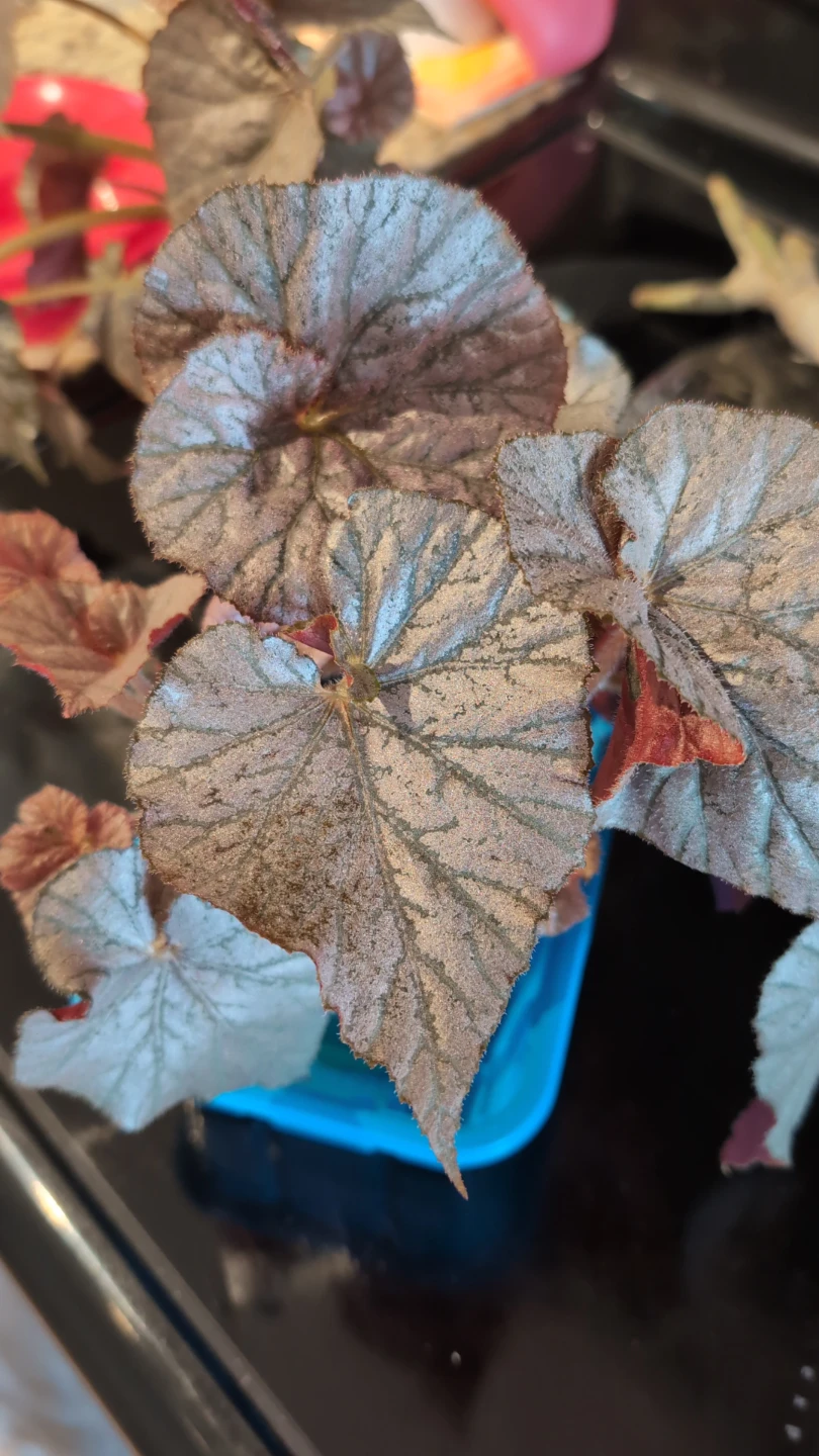 Rex Begonia 'Mirage'