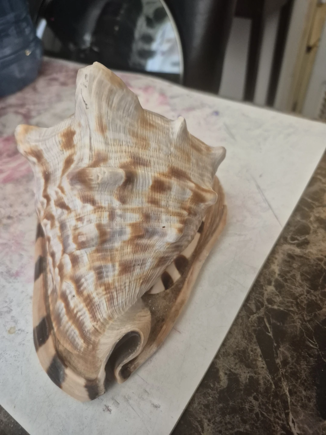 Large Natural Conch Shell - photo 3