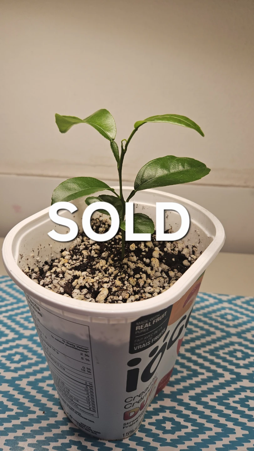 Mandarin Orange Seedlings - photo 4