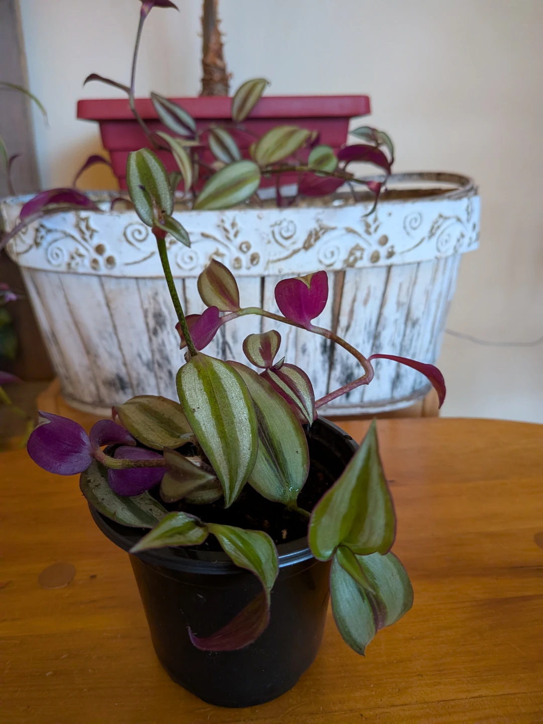 Tradescantia Zebrina/Wandering Jew