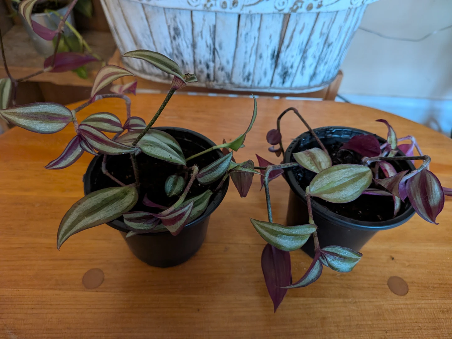 Tradescantia Zebrina/Wandering Jew - photo 3