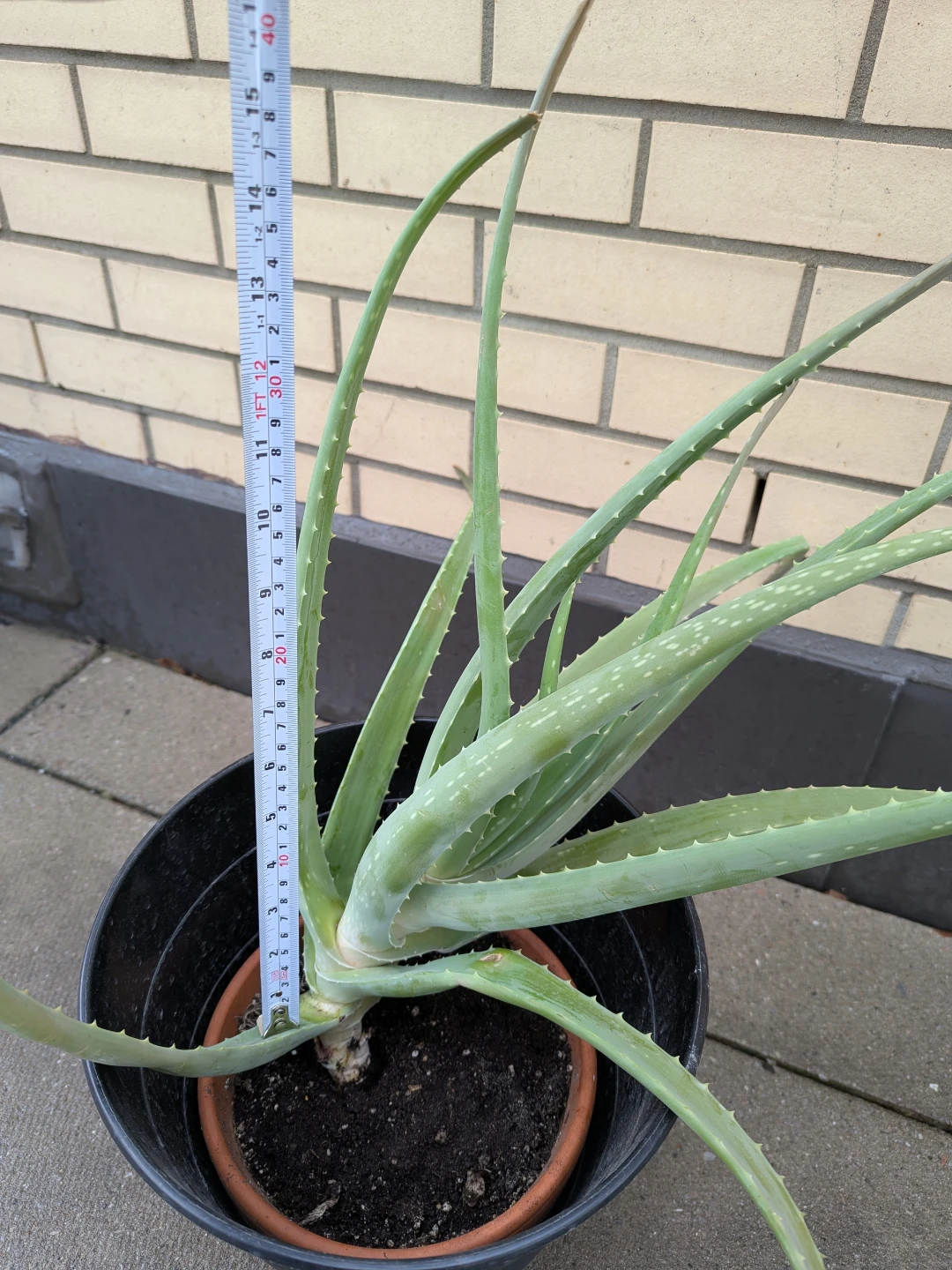 Large Aloe Vera Plant in Clay Pot and Black Planter - photo 4