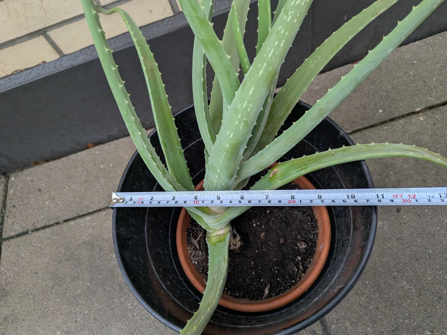 Large Aloe Vera Plant in Clay Pot and Black Planter - photo 5