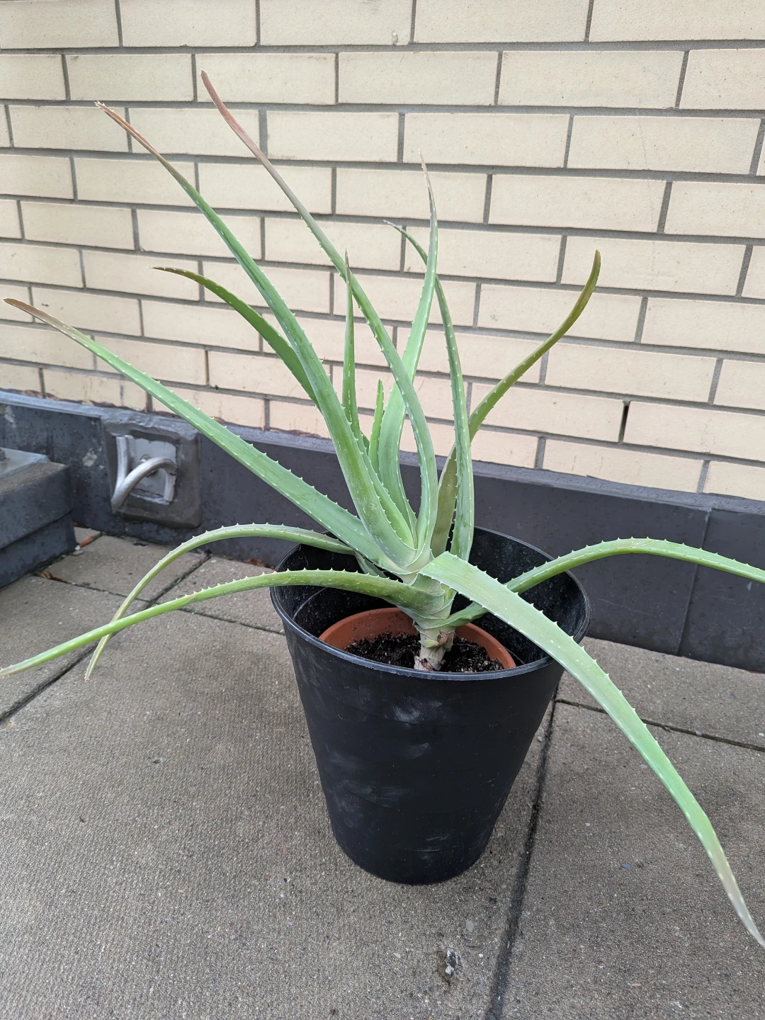 Large Aloe Vera Plant in Clay Pot and Black Planter - photo 2
