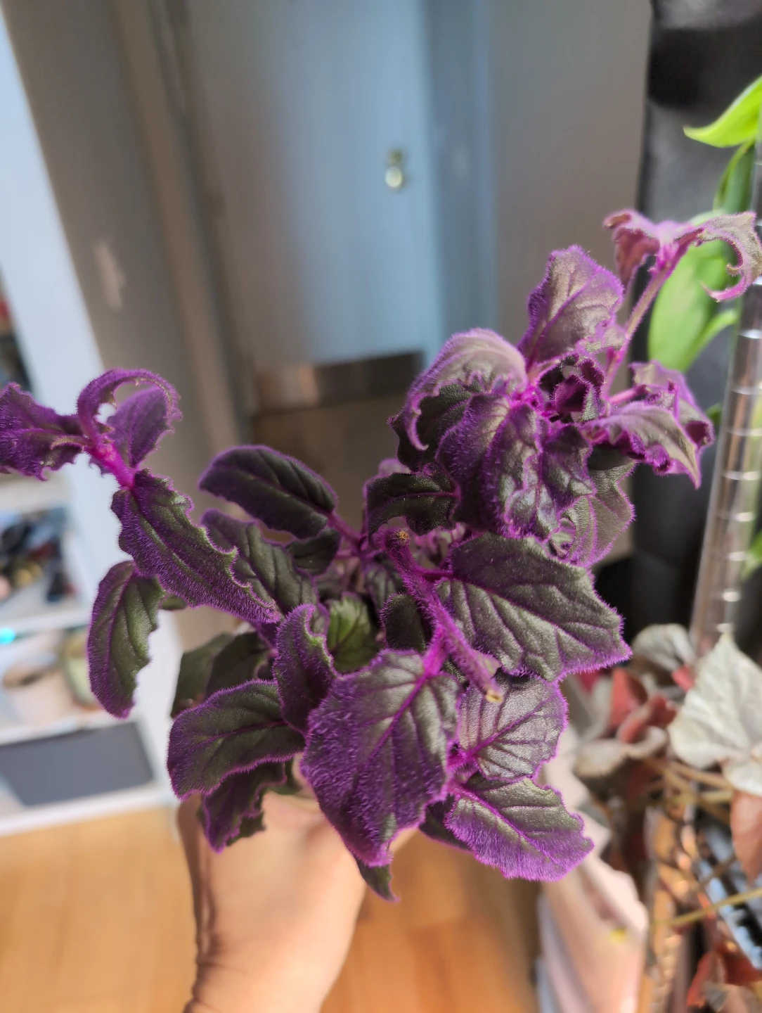 Purple Passion Plant