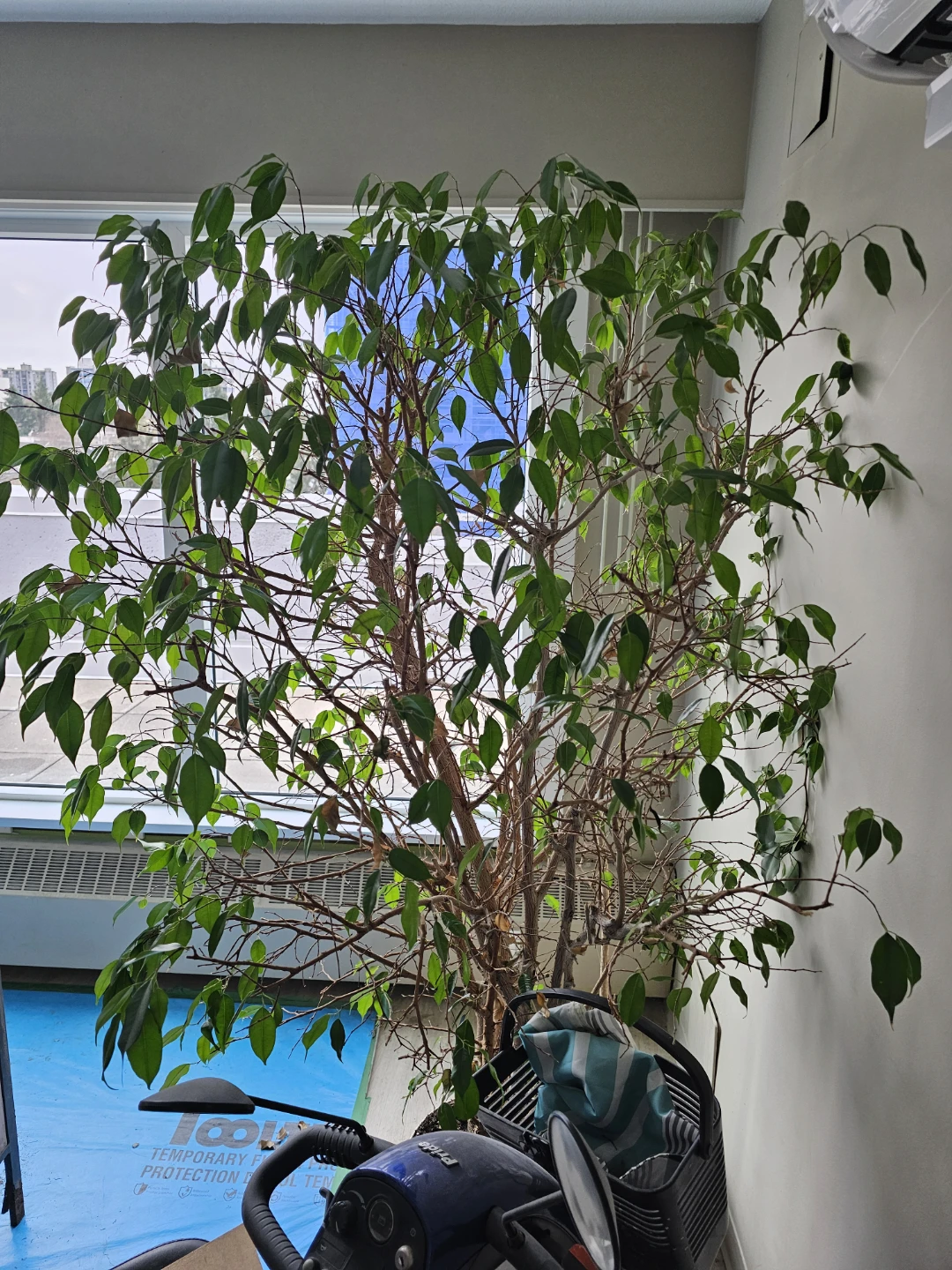 Large Ficus Tree