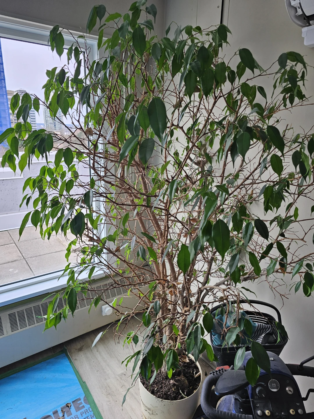 Large Ficus Tree - photo 2