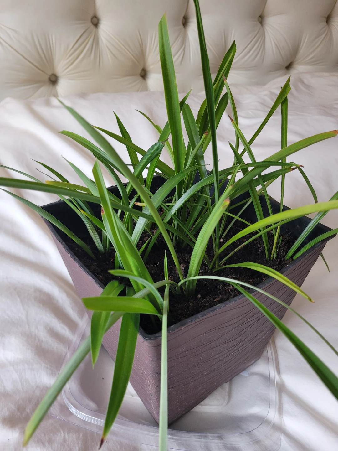 Potted Spider Plant