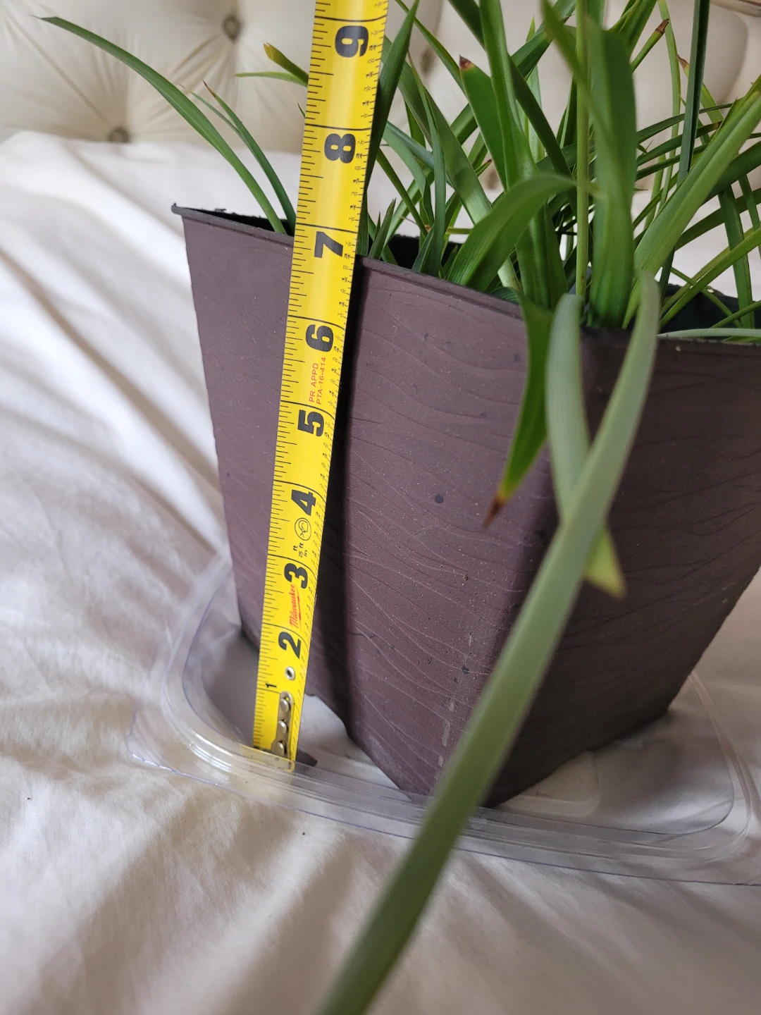 Potted Spider Plant - photo 3