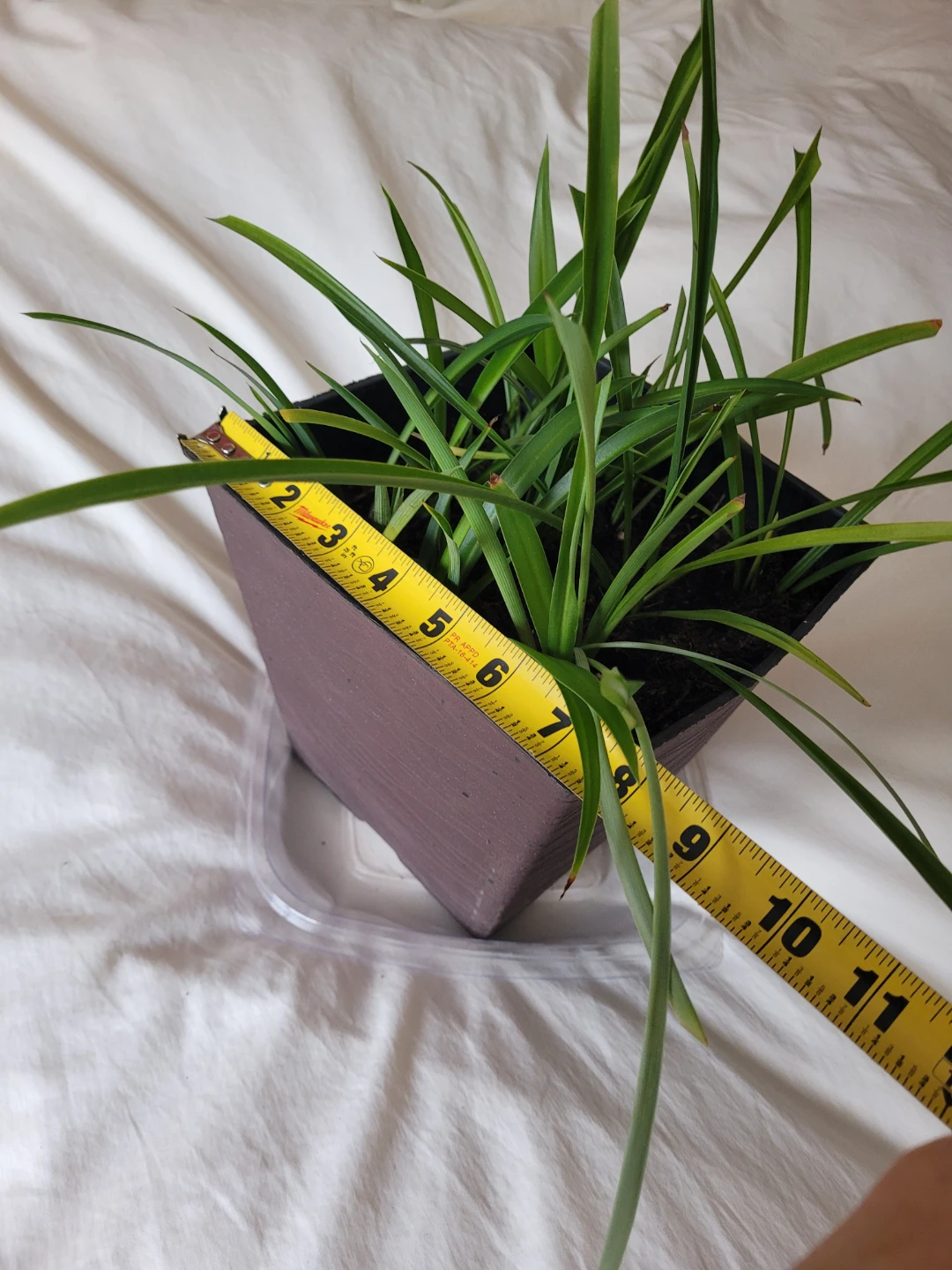 Potted Spider Plant - photo 4