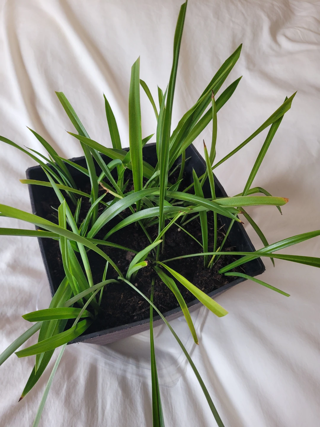 Potted Spider Plant - photo 5
