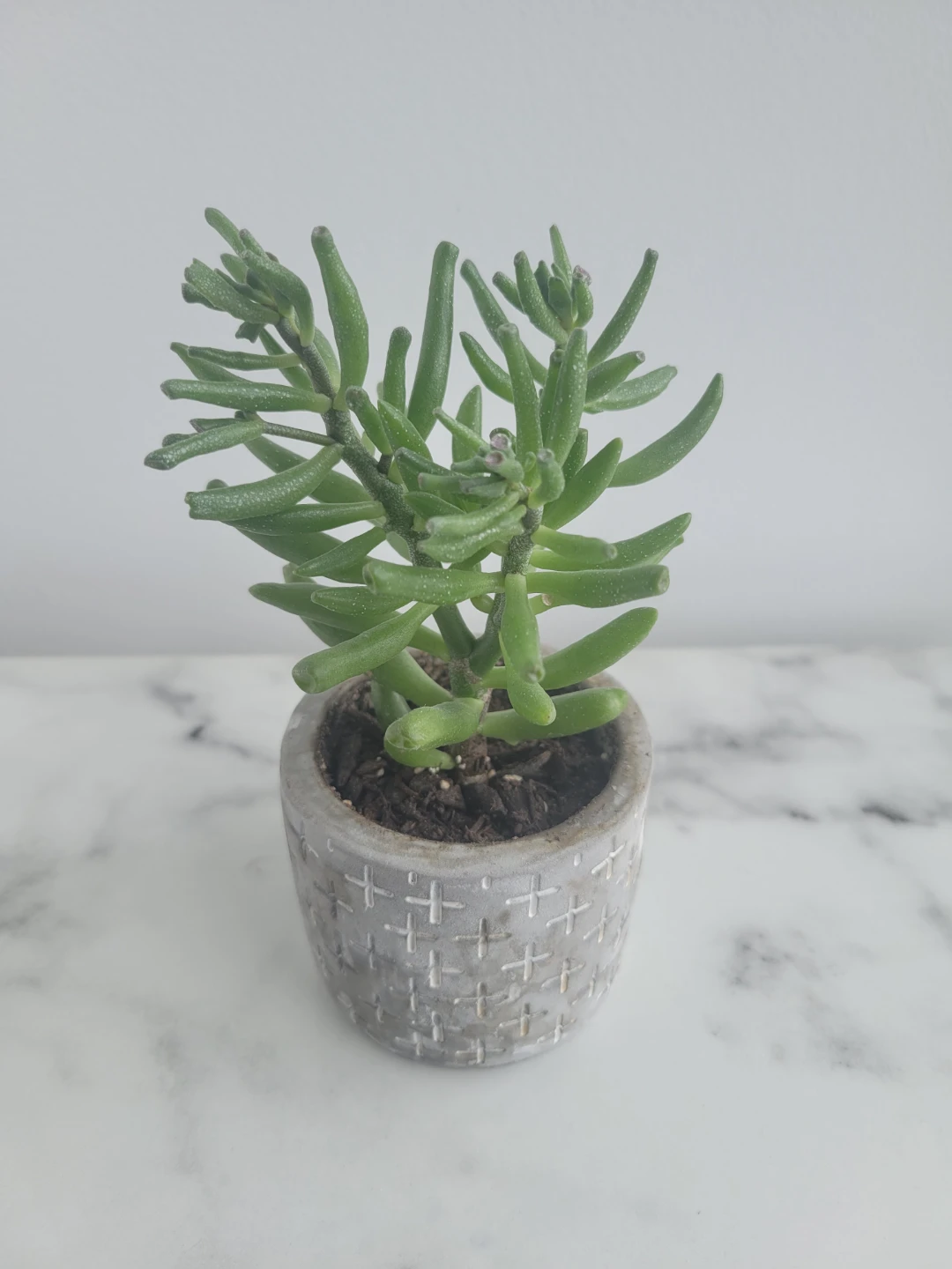 Succulent Plant in Textured Pot