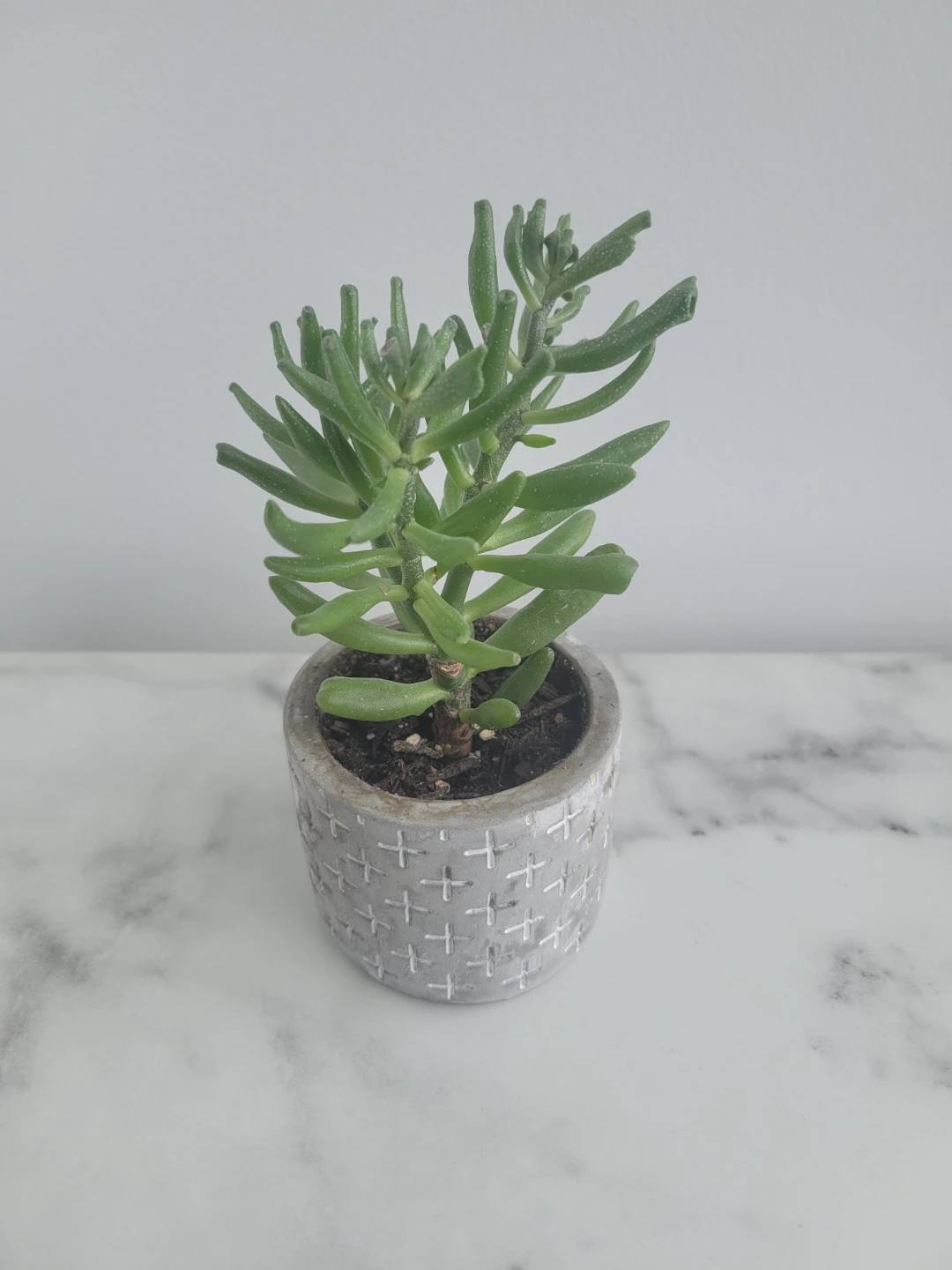 Succulent Plant in Textured Pot - photo 2