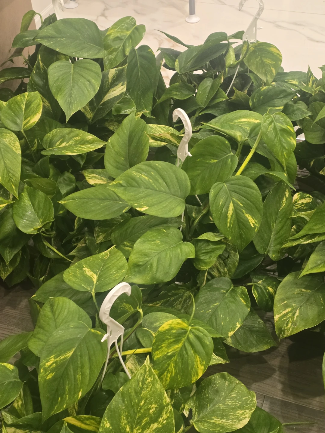 Golden Pothos 8"hanging baskets - photo 2