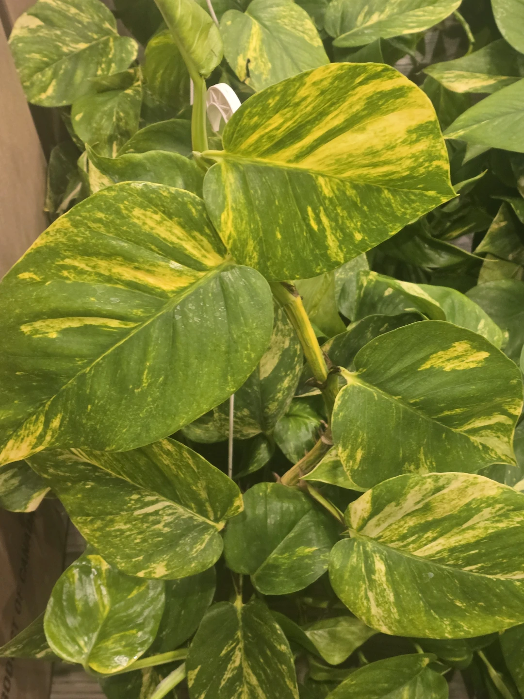 Golden Pothos 8"hanging baskets