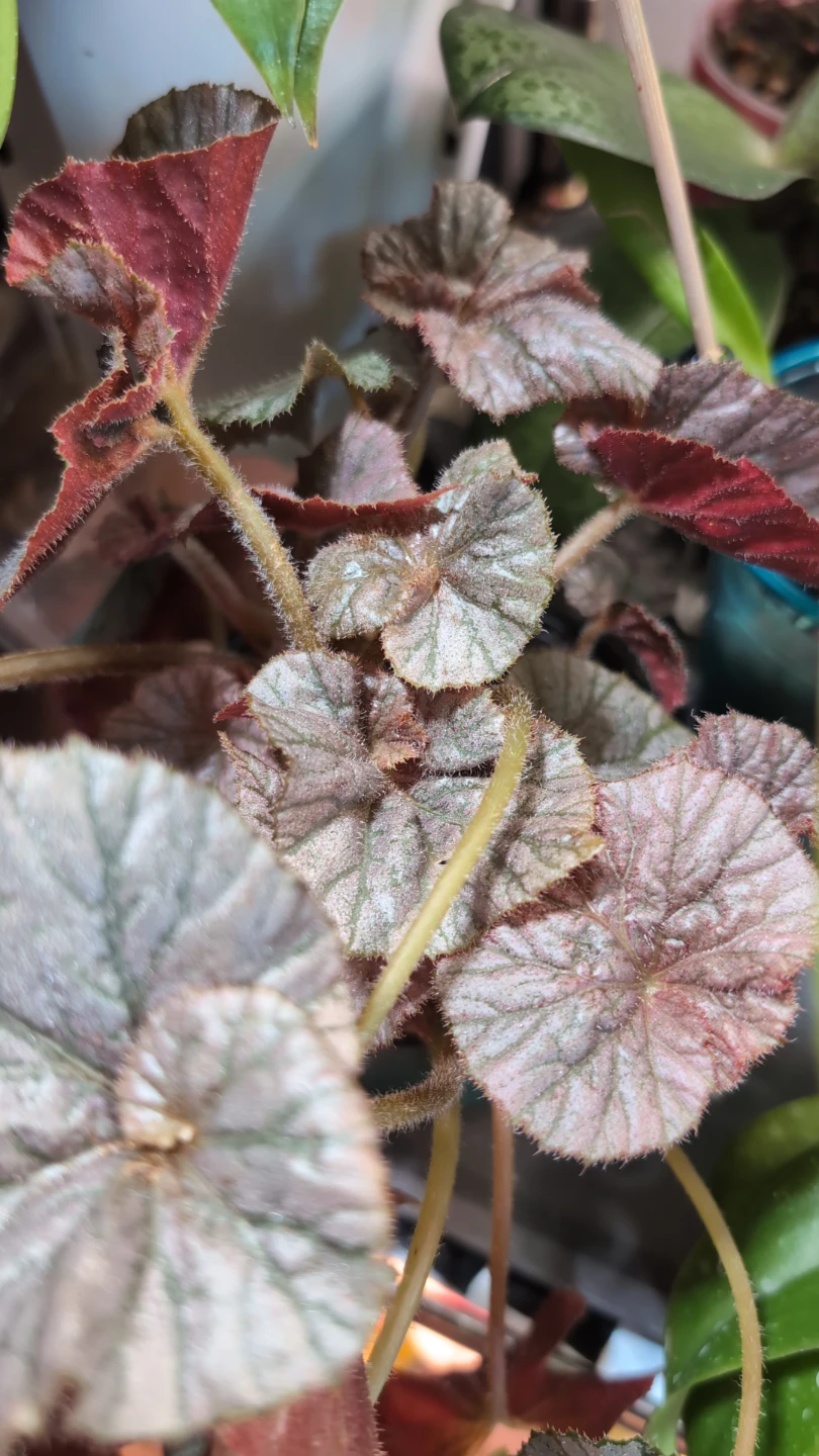 Rex Begonia 'Mirage' - photo 2