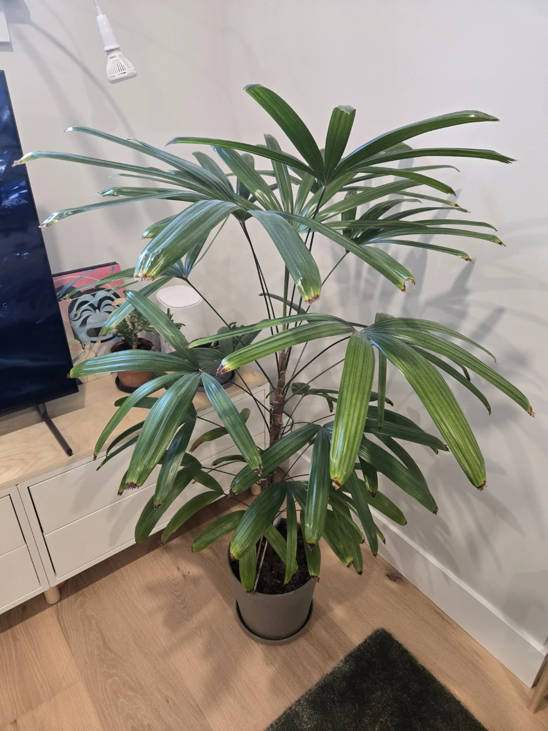 Lady palm large tropical plant in pot