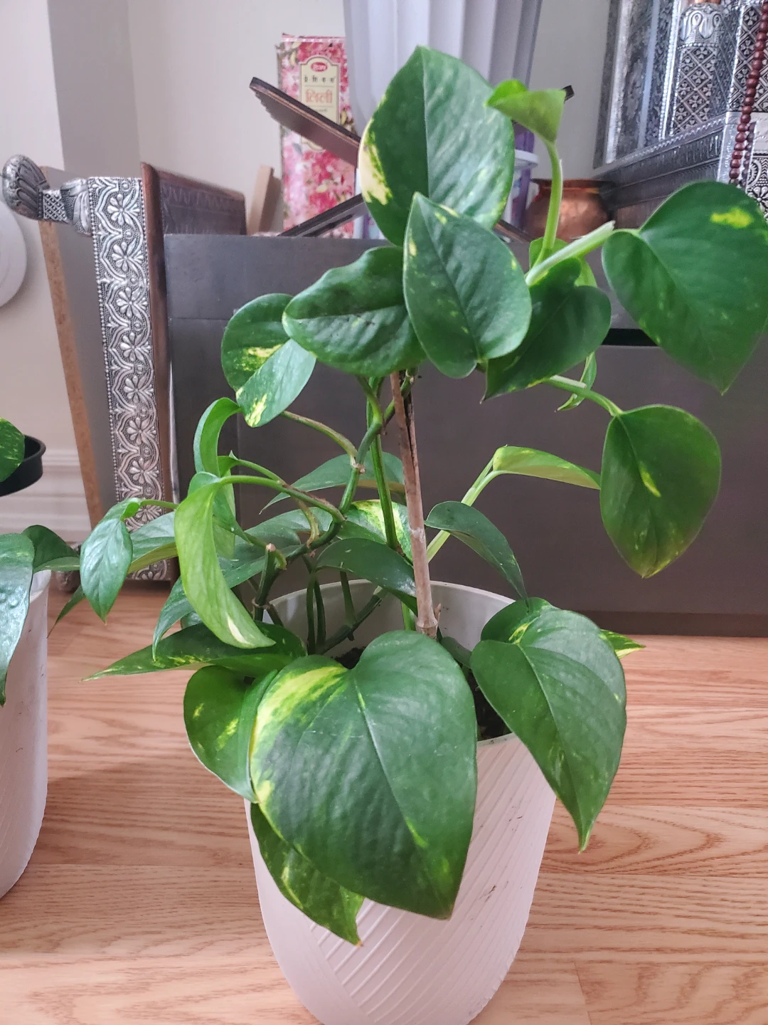 Pothos Plant in White Pot