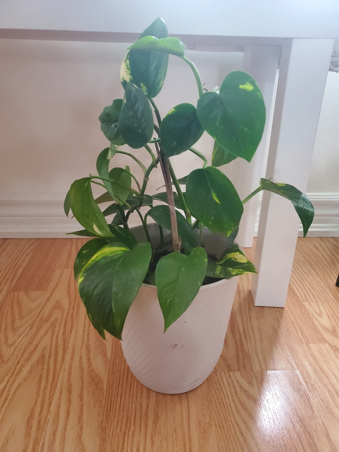 Pothos Plant in White Pot - photo 2
