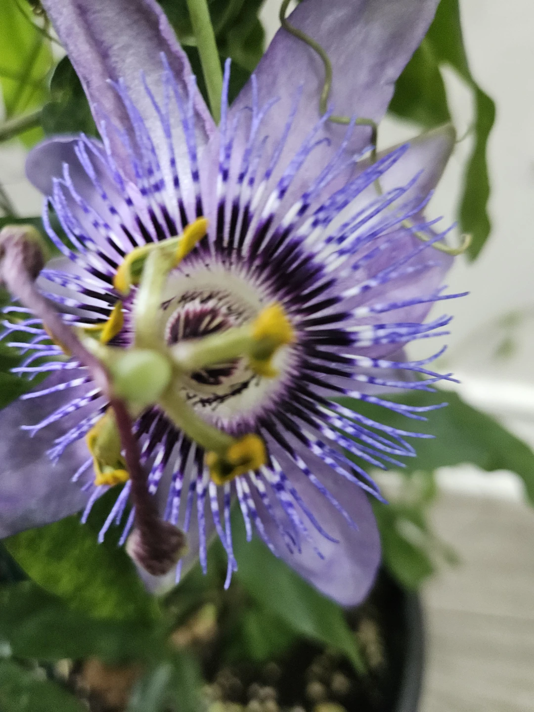 Purple Passion Flower Plant in Pot🥕