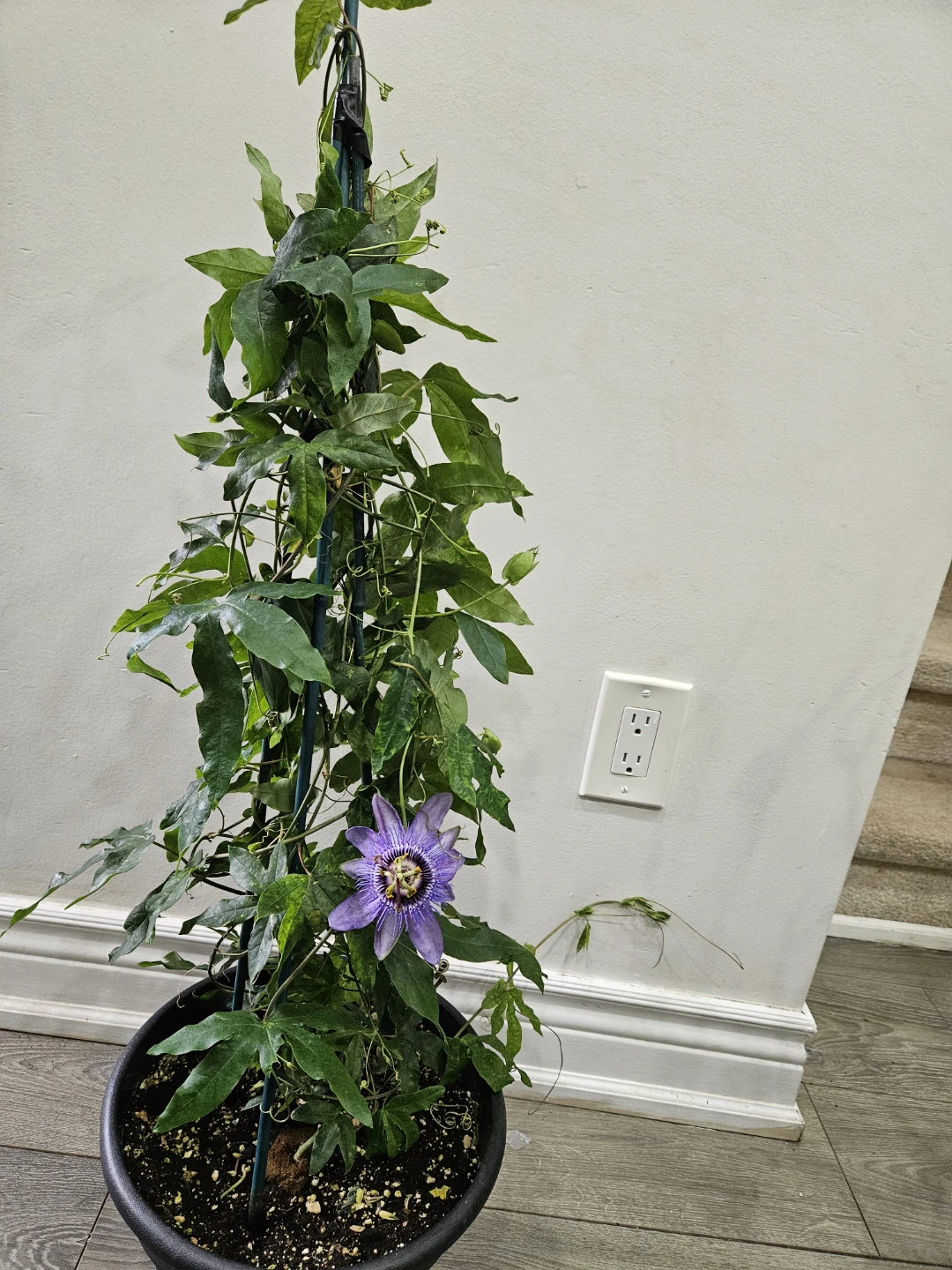Purple Passion Flower Plant in Pot🥕 - photo 2