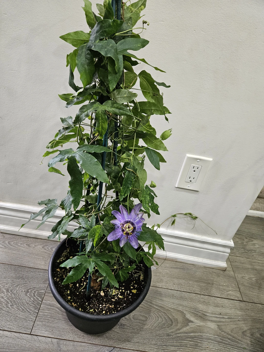 Purple Passion Flower Plant in Pot🥕 - photo 3