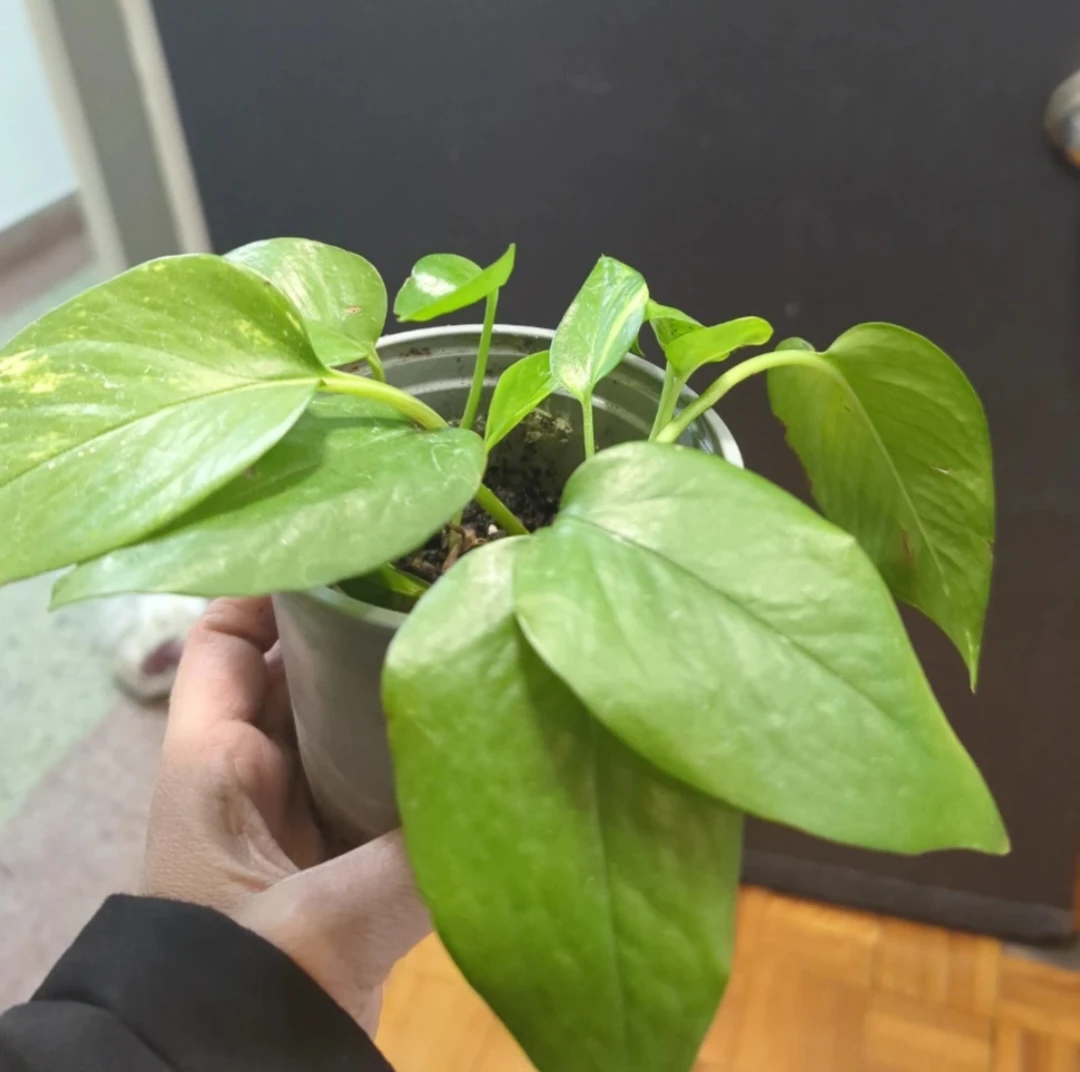Pothos Plant in Pot
