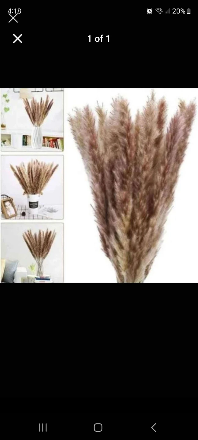 Dried Pampas Grass Stems (Set of 15) - photo 5