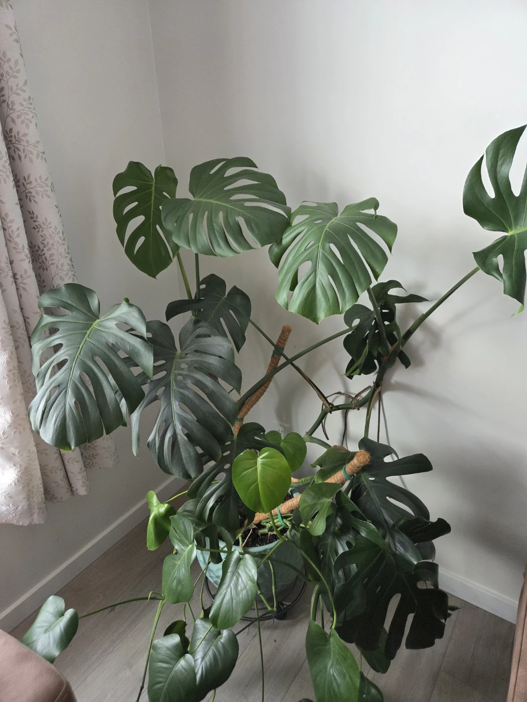 Large Monstera Plant