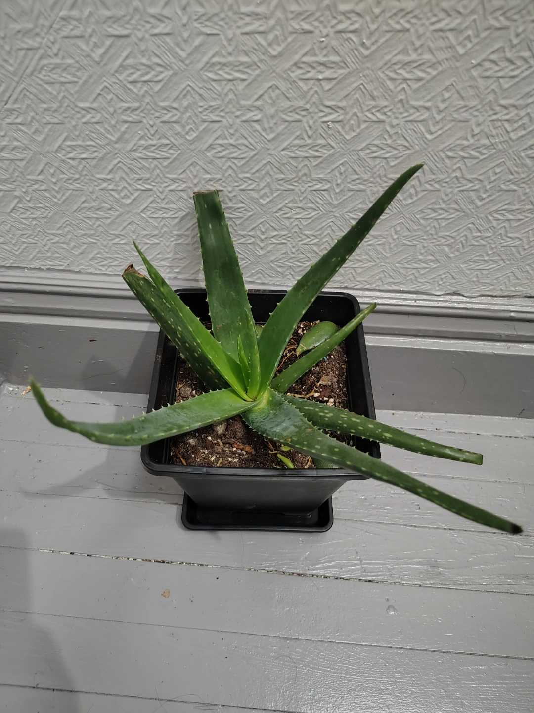 Aloe Vera Plant in Black Pot 🧡 - photo 2