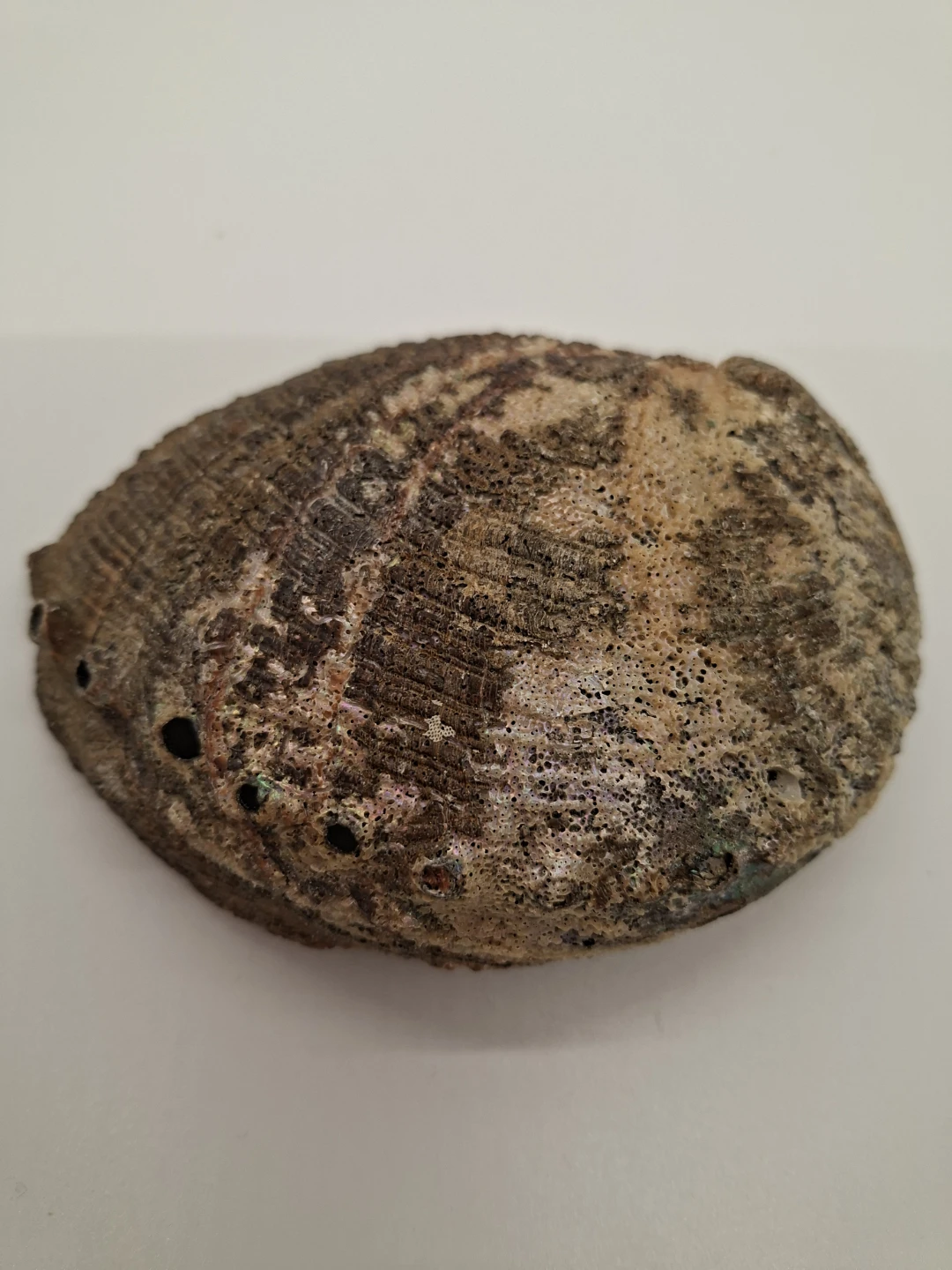 Abalone Shell 6 inch large shell - photo 2