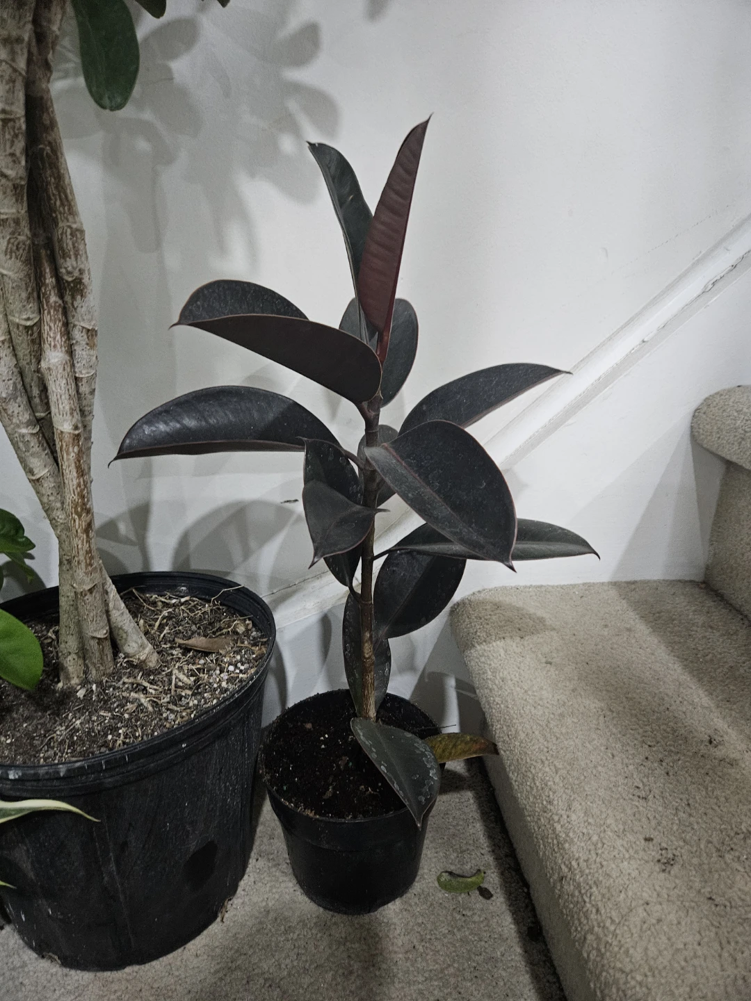 Rubber Plant (Ficus elastica) 'Burgundy' in 6pot🥕🥕🥕 - photo 2