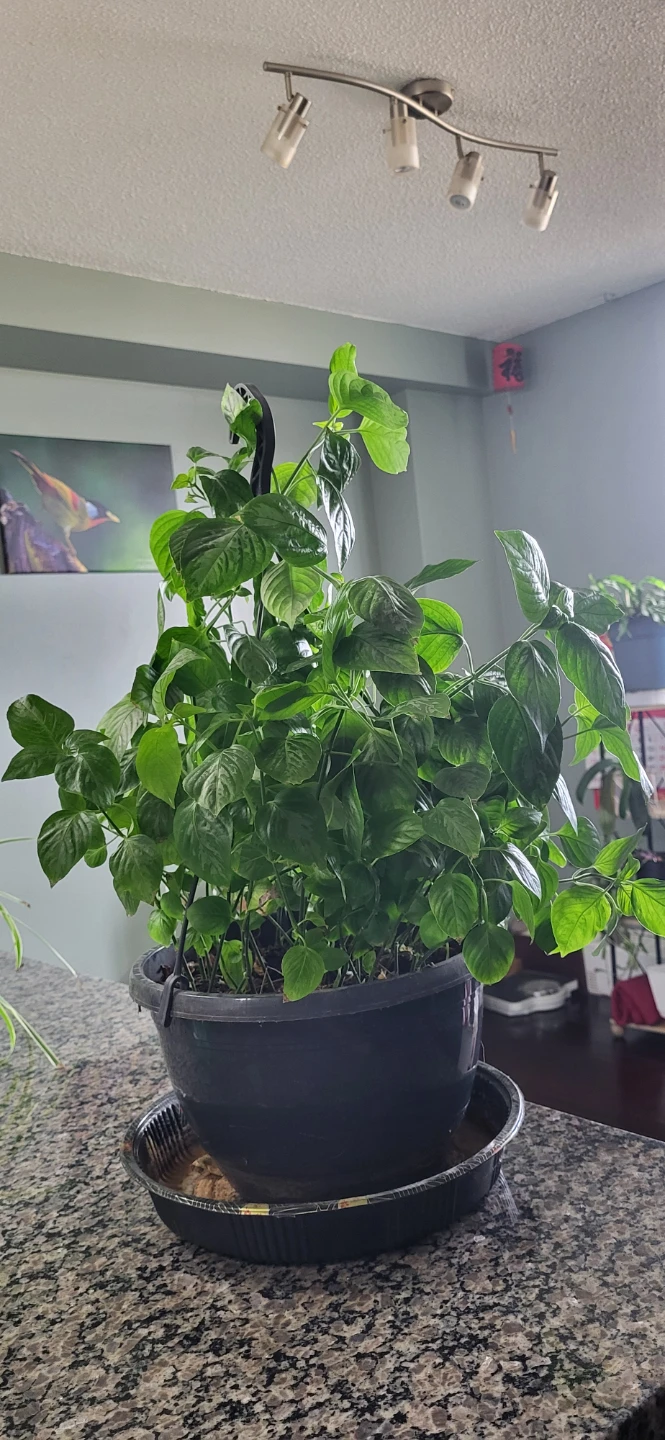 Magenta Plant _ Lá cẩm tím