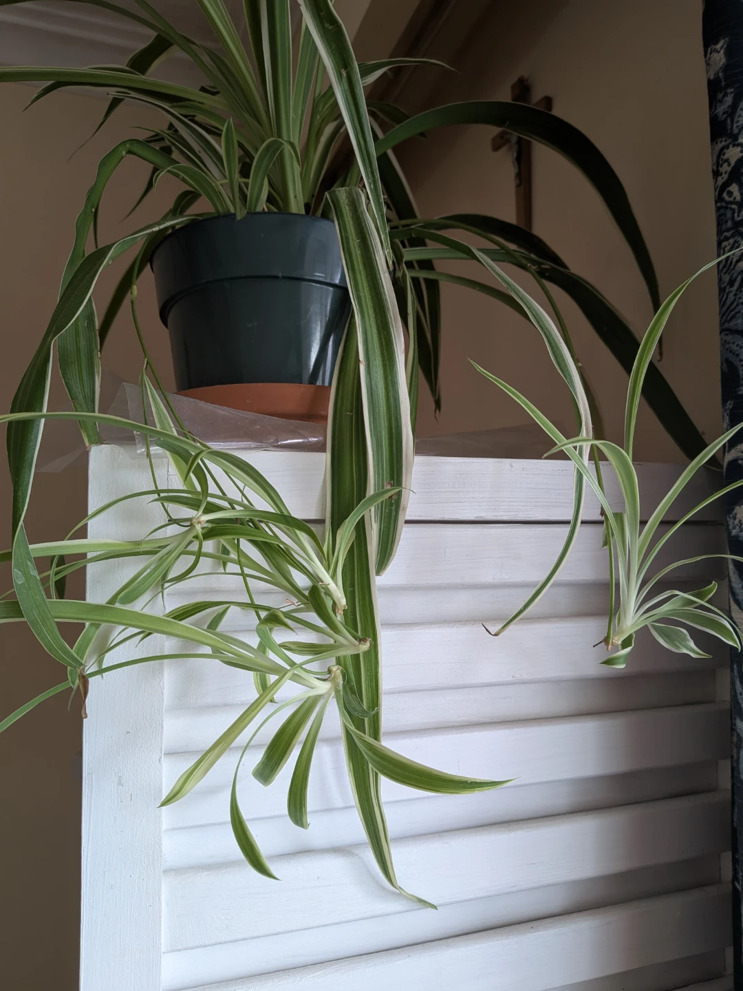 Spider Plant Babies Rooted