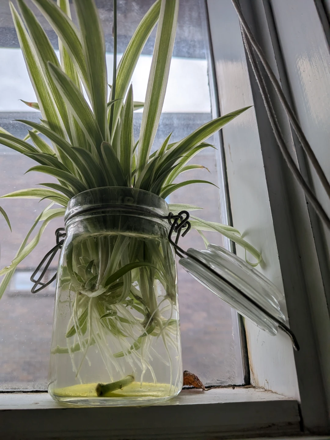 Spider Plant Babies Rooted - photo 2