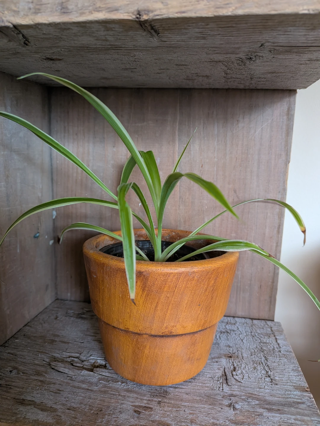 Spider Plant Babies Rooted - photo 3