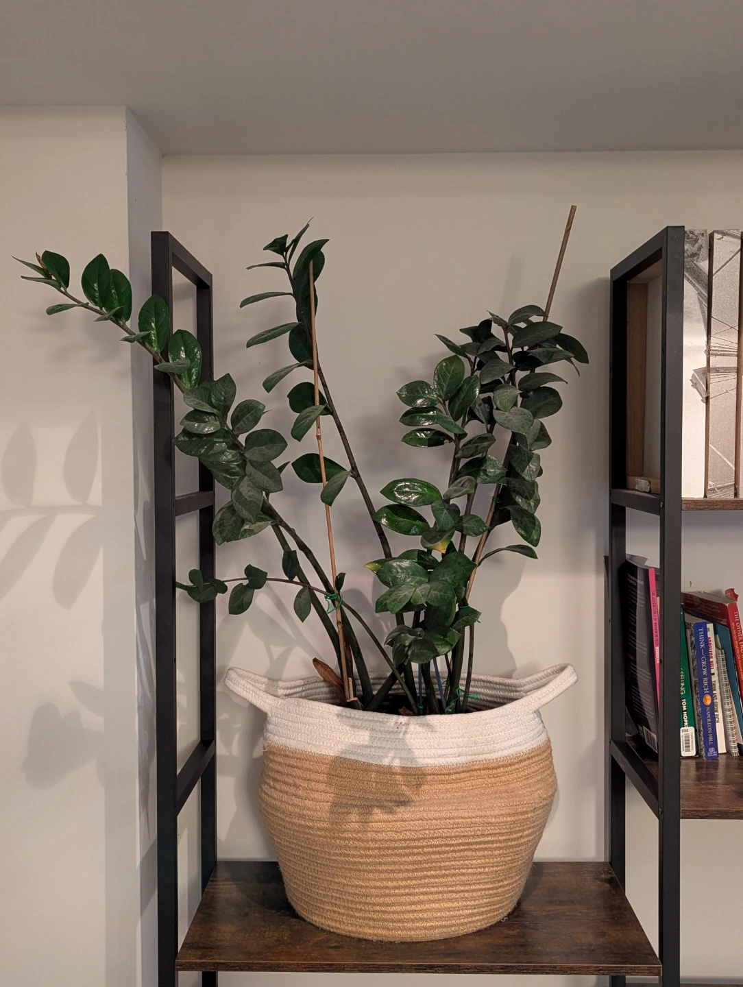 ZZ Plant in Jute Basket