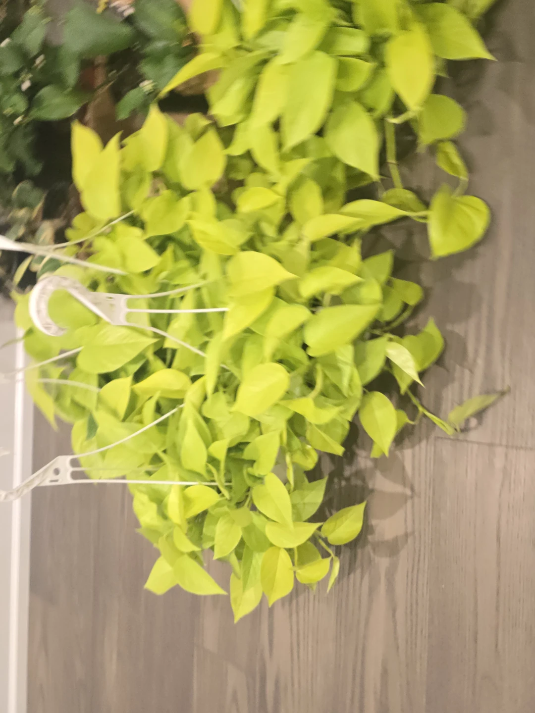 Neon Pothos Plant 8"hanging baskets. Very healthy